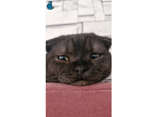 Siyah-gri scottish fold