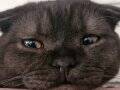 Siyah-gri scottish fold