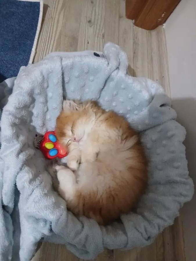 Oyuncak gibi bir bebek kucak delisi sakin çok güzel bir tip