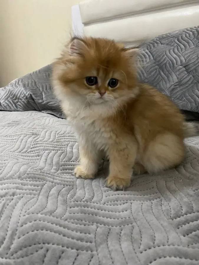 Oyuncak gibi bir bebek kucak delisi sakin çok güzel bir tip