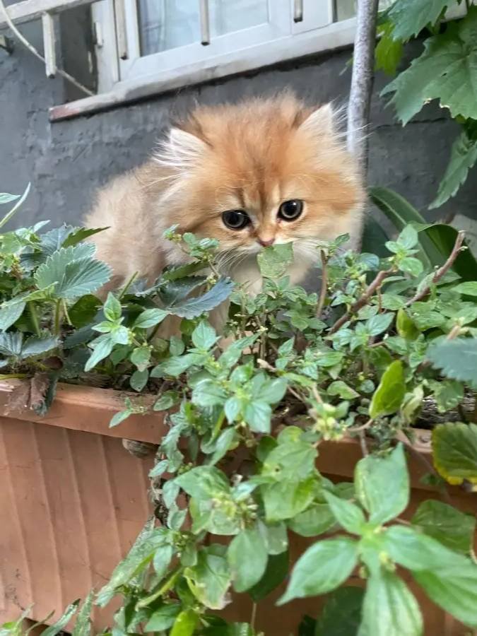 Oyuncak gibi bir bebek kucak delisi sakin çok güzel bir tip