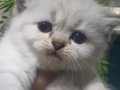 Oyuncak gibi bir bebek kucak delisi sakin çok güzel bir tip