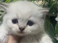 Oyuncak gibi bir bebek kucak delisi sakin çok güzel bir tip