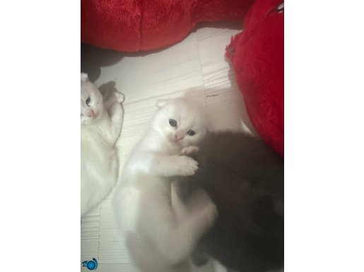 KEDİ SAHİPLENDİRME CİNS