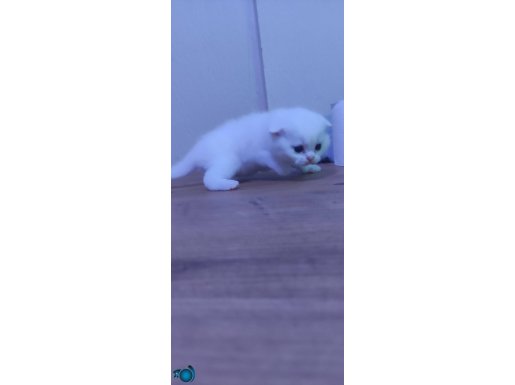 scotish fold ve british shorthair yavruları. 1 aylık.