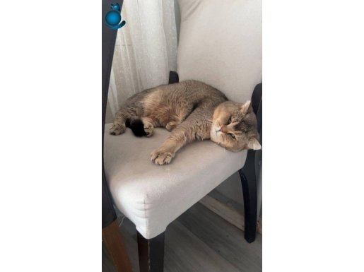 Ömürlük yuva arıyorlar ücretsiz sahiplendirme 