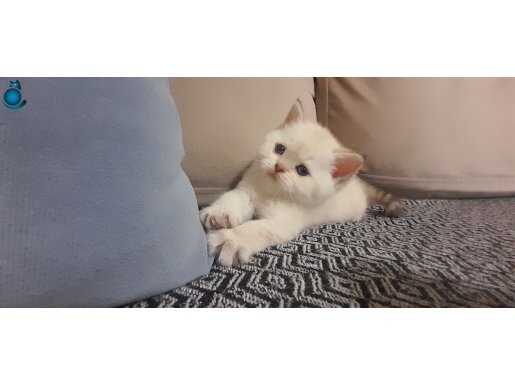 British shorthair yavrular