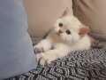 British shorthair yavrular