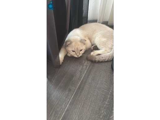 çok sevimli çok cana yakın oyun oynamayı seven bir kedi