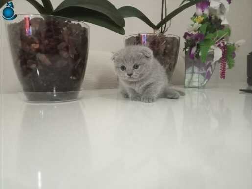 British shorthair ve scottish yavrular 