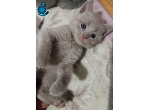 Renk Renk British Shorthair Erkek ve Dişi Yavrular