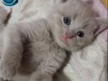 Renk Renk British Shorthair Erkek ve Dişi Yavrular