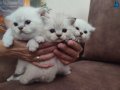 3 erkek british short hair henuz 1 aylıklar.