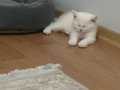 British short 2 aylık erkek 