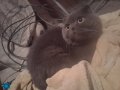 Biritiş kedi satılık dişi 