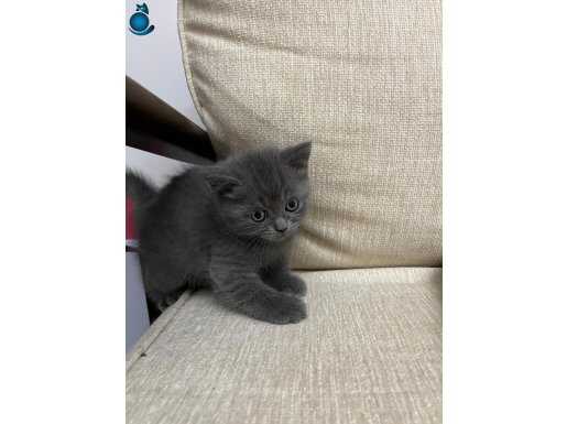 Hareketli ve tuvalet eğitimli erkek saf brıtısh 
