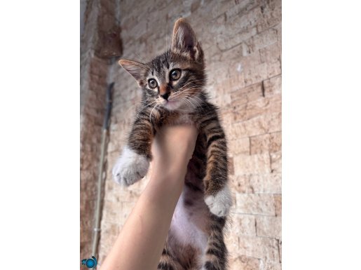 Tekir Yavru Kedi