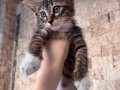 Tekir Yavru Kedi