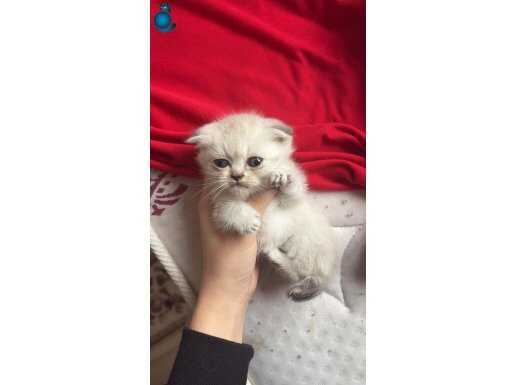 Avuç İçine Sığan Sevgi Yumağı: Sosyal ve Oyuncu İskoç Erkek