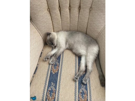 Çipli pasaportlu kedi