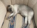 Çipli pasaportlu kedi