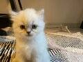 British long hair ve short hair yavrularımız