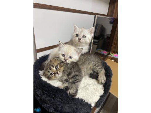 3 yavru birbirinden güzel