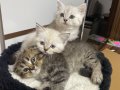 3 yavru birbirinden güzel