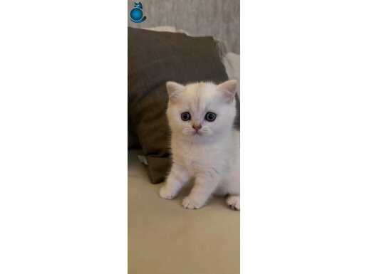 Güzeller güzeli biritish shorthair