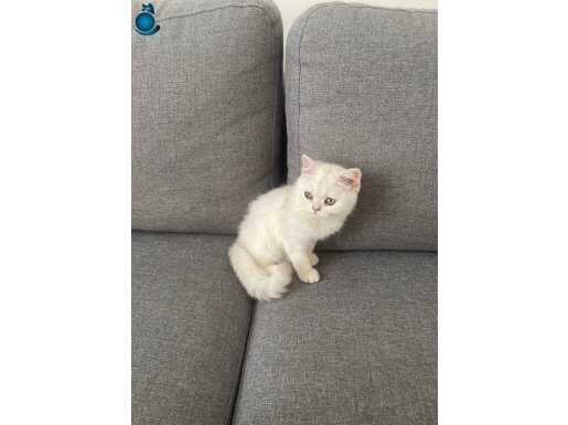British Shorthair Silver