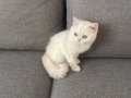 British Shorthair  Silver
