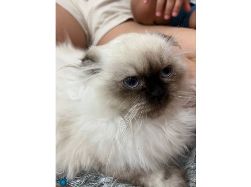 British longhair