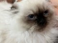 British longhair