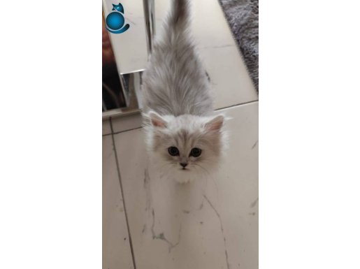 Dişi ve erkek persian İran kedileri 
