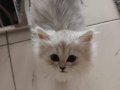 Dişi ve erkek persian İran kedileri 