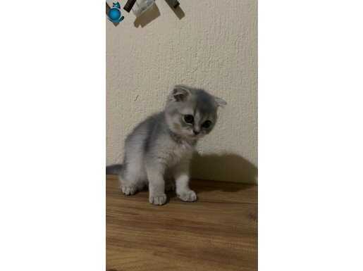 Yavru Scottish Fold