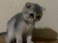Yavru Scottish Fold