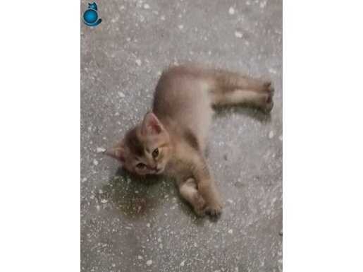 2 aylık 5 kardeş 