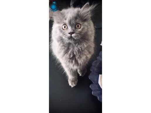 British Longhair 