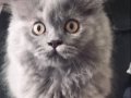 British Longhair 