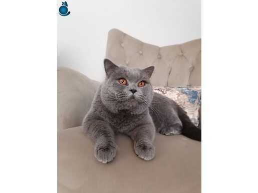 British shorthair 