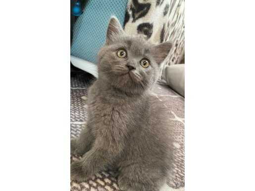 British shorthair dişi
