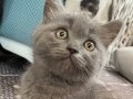 British shorthair dişi