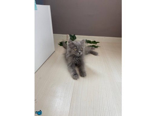 Britishlonghair kedimiz 3 aylık tam bi bebek 