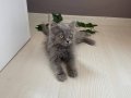 Britishlonghair kedimiz 3 aylık tam bi bebek 