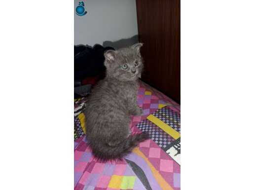 scottish fold kedi yavrusu