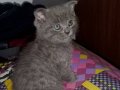 scottish fold kedi yavrusu