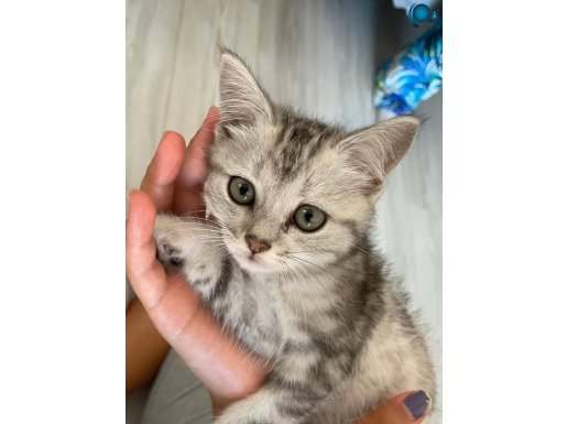 British shorthair silver 