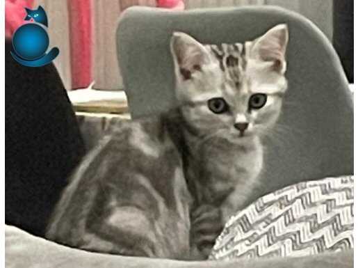 British Shorthair silver 