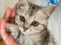 British shorthair silver 